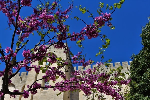 Visiter Avignon en famille